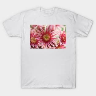 Sempervivum  'Bernstein'  Houseleek T-Shirt